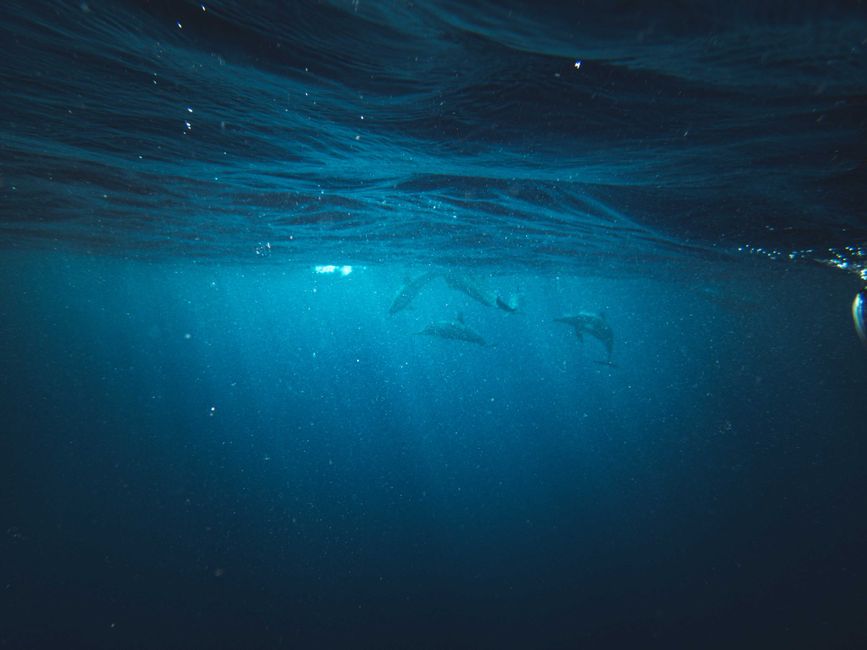 dolphin house card