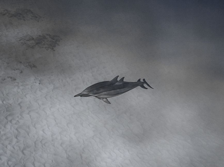 Diving near Dolphin House — Sha’ab Samadai 3