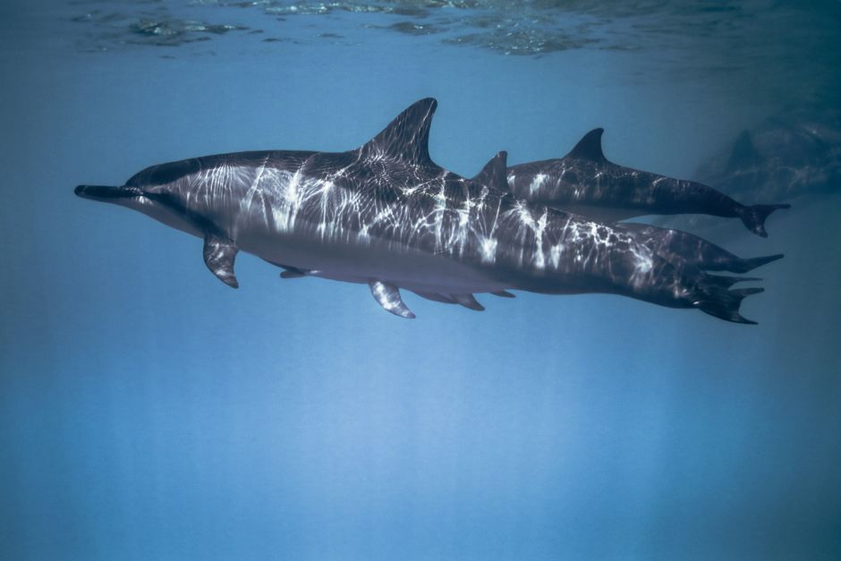 Diving near Dolphin House — Sha’ab Samadai 4