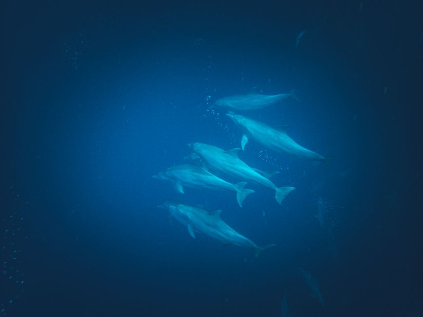 Dolphin House — Sha’ab Samadai