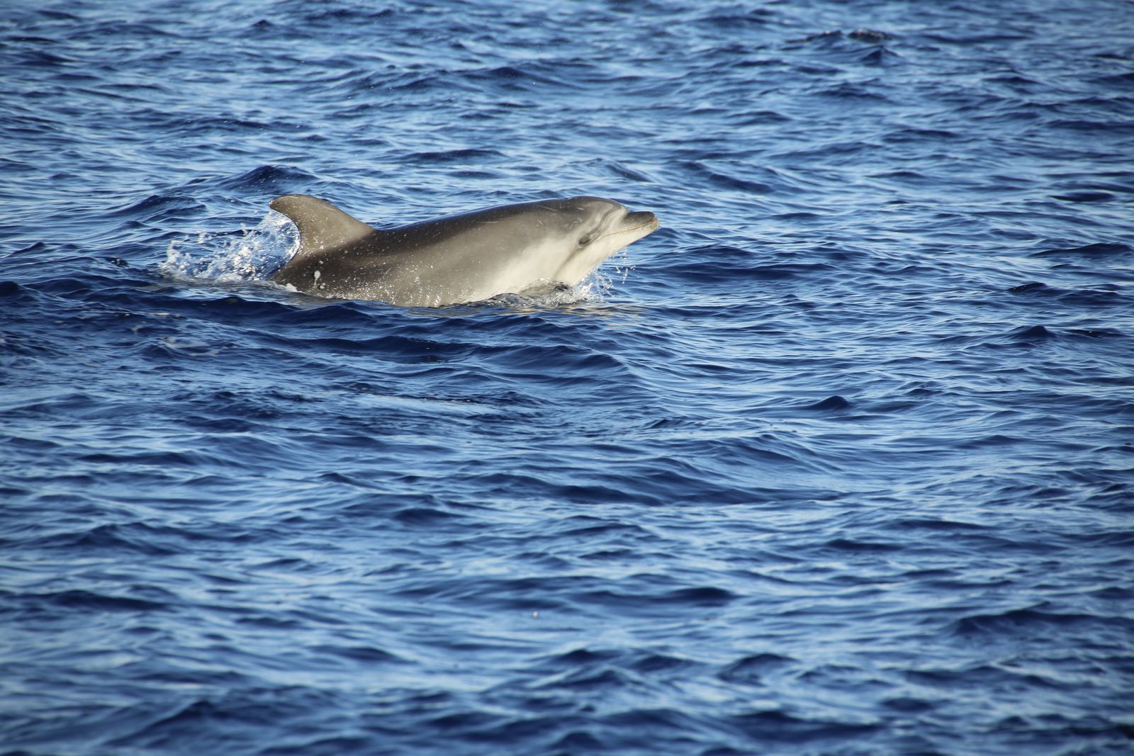bottlenose dolphin