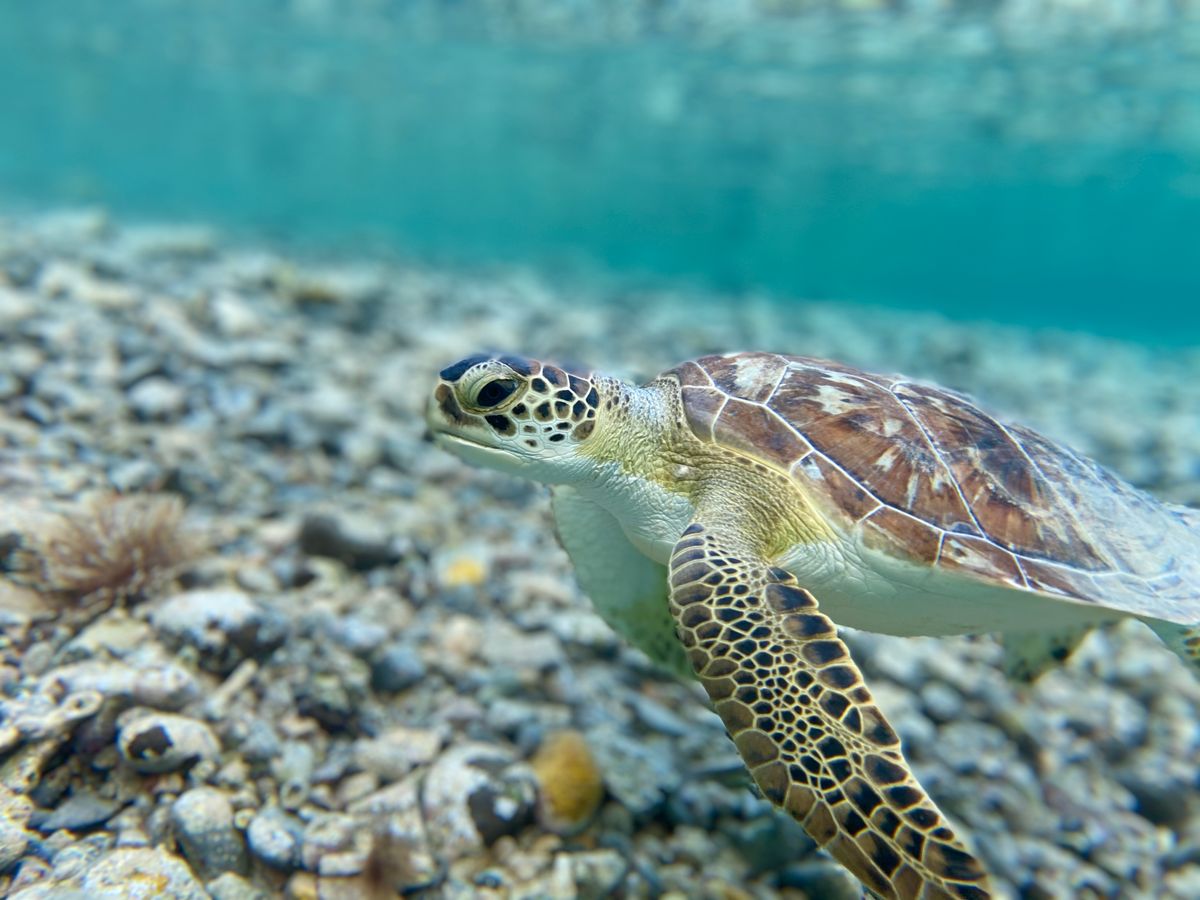 green turtle