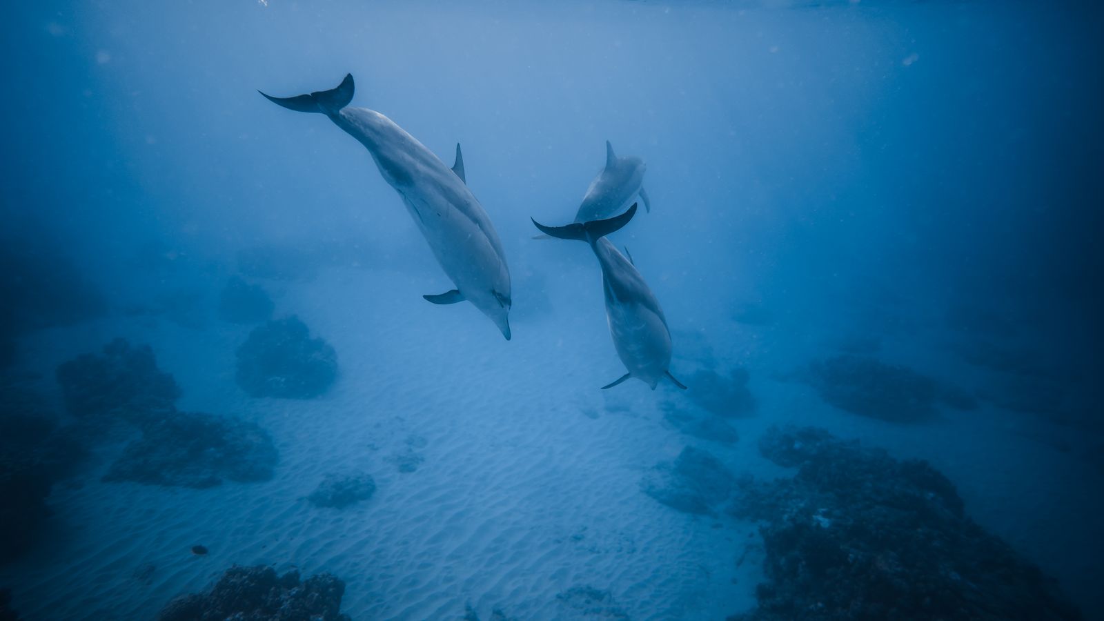 Risso’s Dolphin
