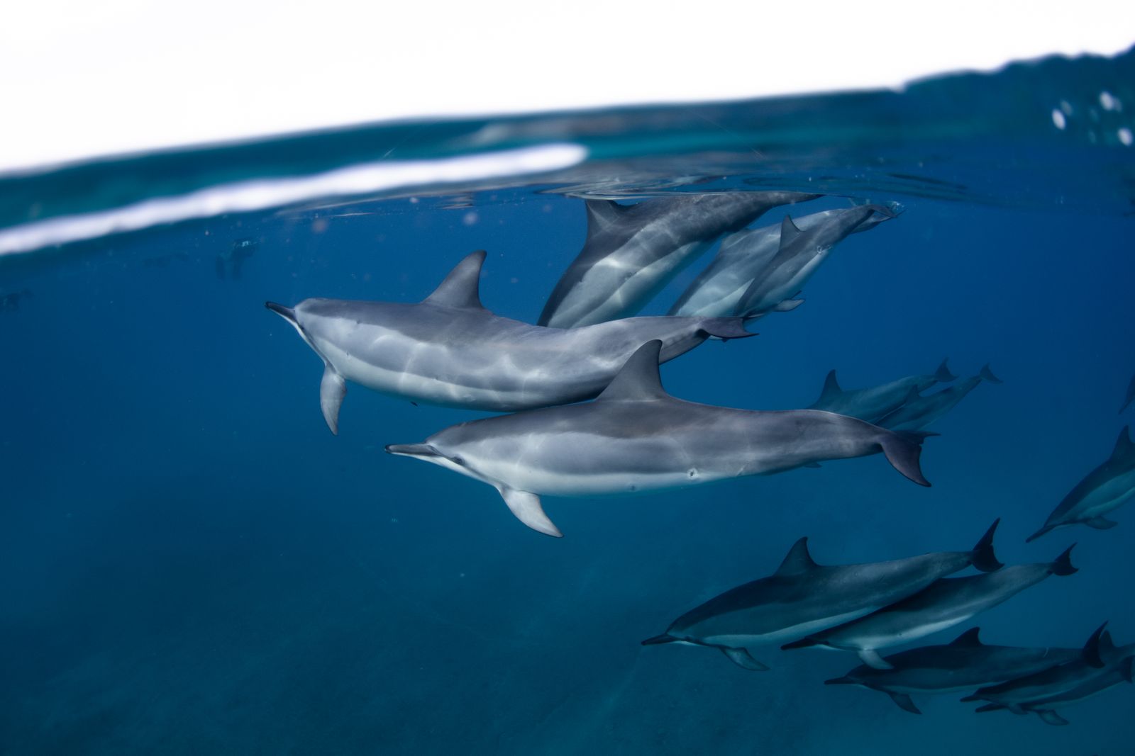 Spinner Dolphin
